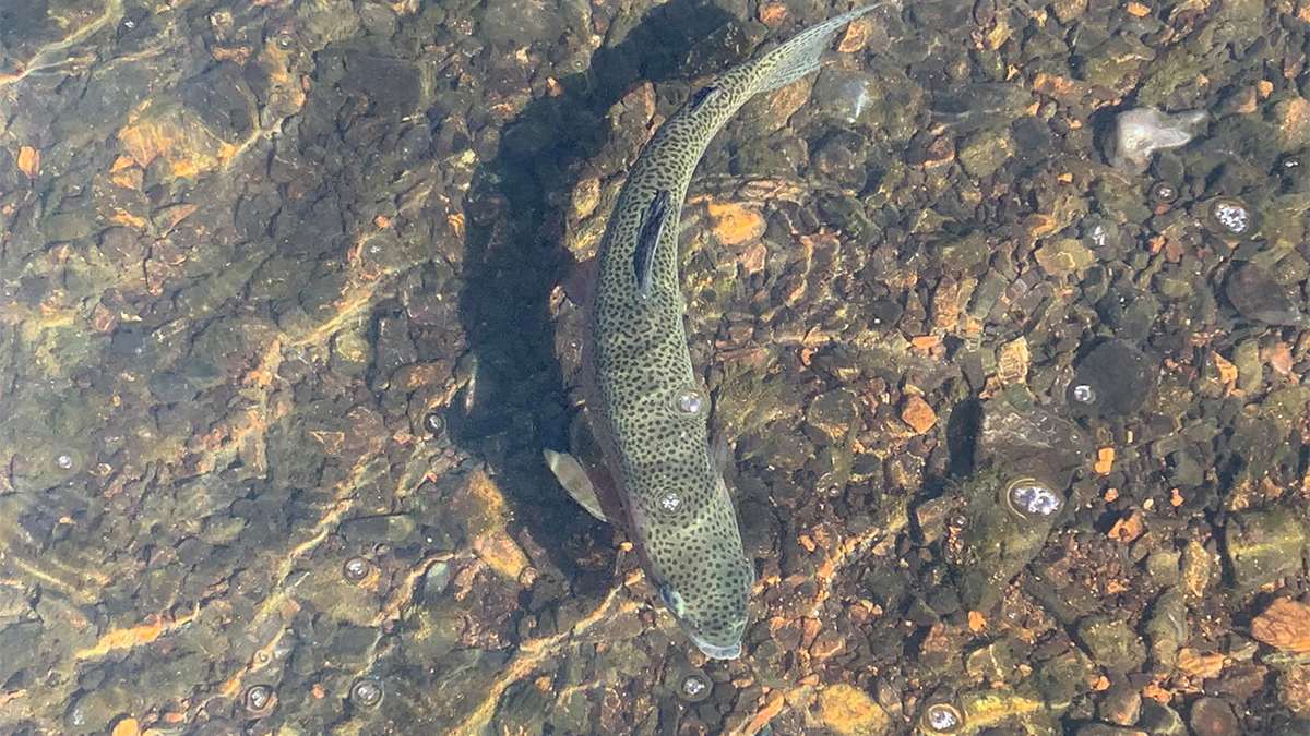 Close up photo of a fish in water with rocks under it at Shepherd of the Hills Fish Hatchery in Branson, Missouri, USA
